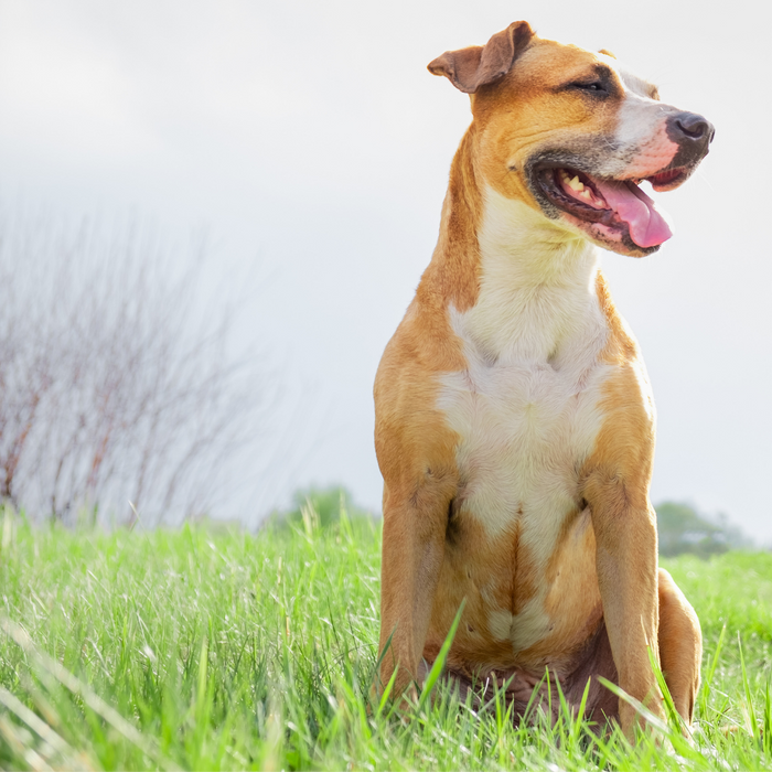 Happy dog