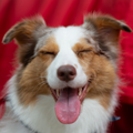 Customer avatar