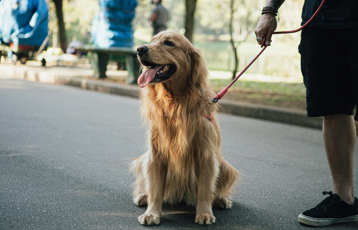 Happy dog