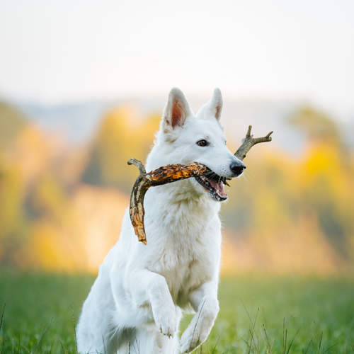 Happy dog